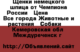 Щенки немецкого шпица от Чемпиона России › Цена ­ 50 000 - Все города Животные и растения » Собаки   . Кемеровская обл.,Междуреченск г.